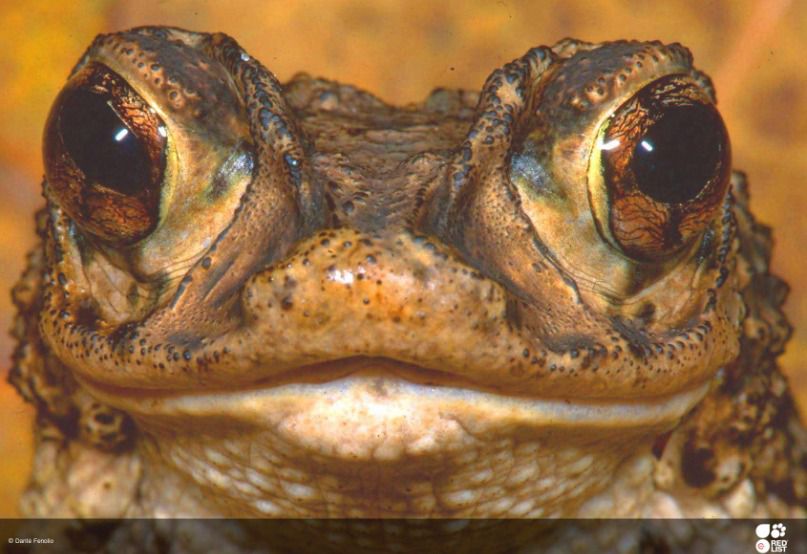 El sapo concho también es llamado sapo crestado puertorriqueño, por las protuberancias que tiene arriba de sus ojos. (Foto: Red List of Threatened Species )