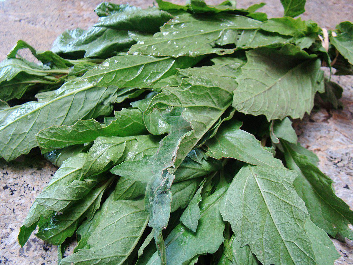 El epazote es una planta que acompaña la preparación de algunos guisados y salsas. (Foto: Wikimedia Commons)