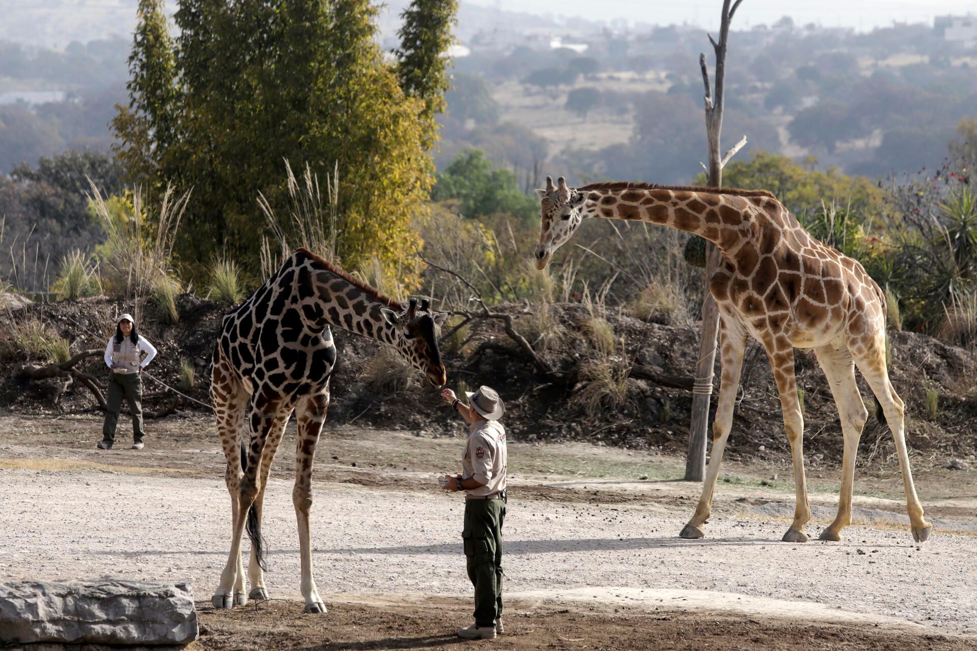 Benito fue atraído con frutas para que explorara la zona donde se encuentran las demás jirafas.