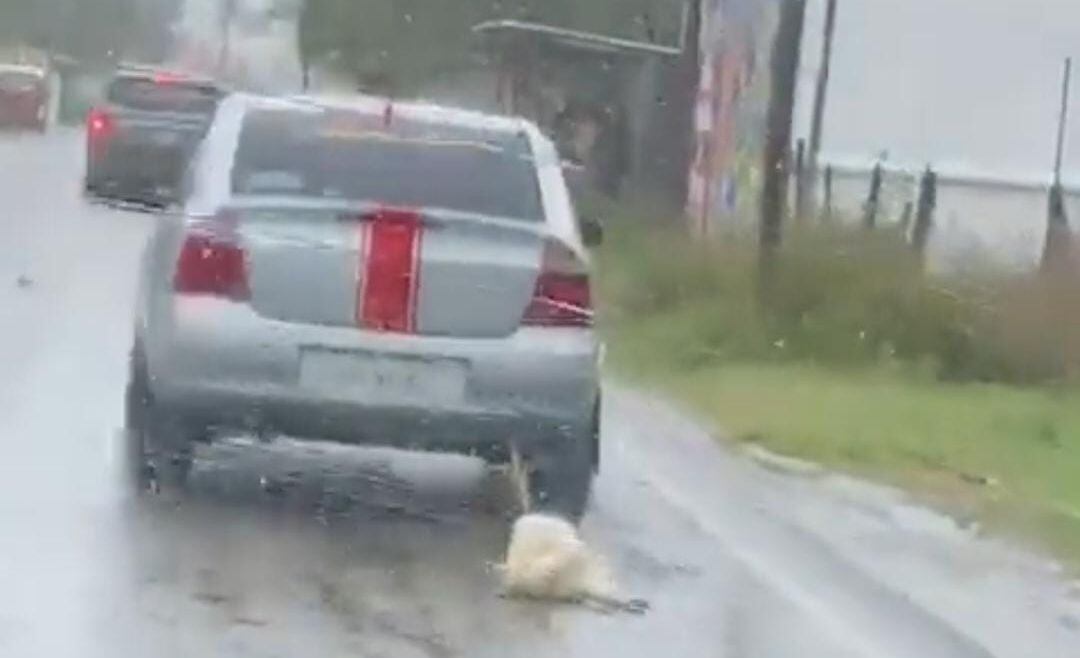Tabasco: ‘Lomito’ muere tras ser atado y arrastrado por un auto bajo la lluvia