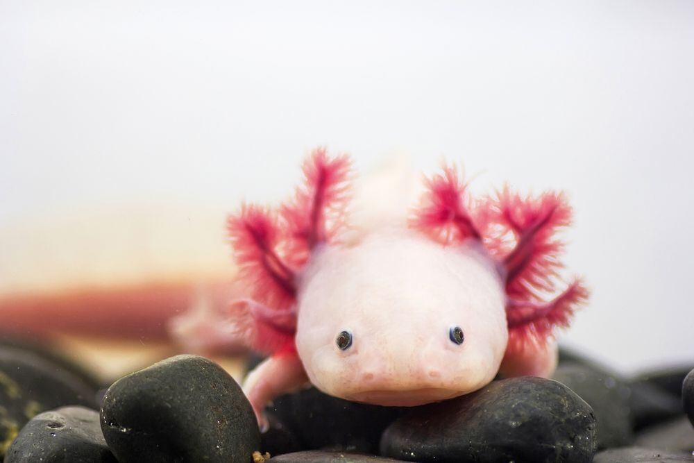 UNAM lanza ‘AdoptAxolotl’ para rescatar al ajolote en peligro de extinción y su hábitat