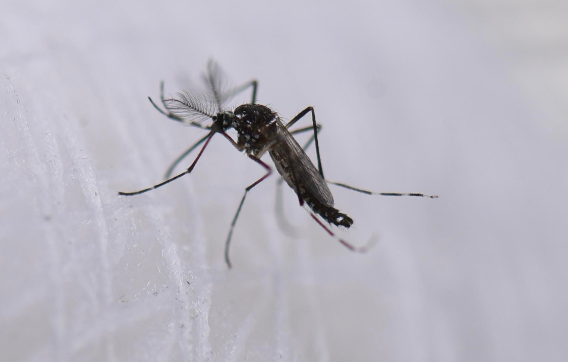 Los casos de dengue subieron en México en más del 300 por ciento en este año.