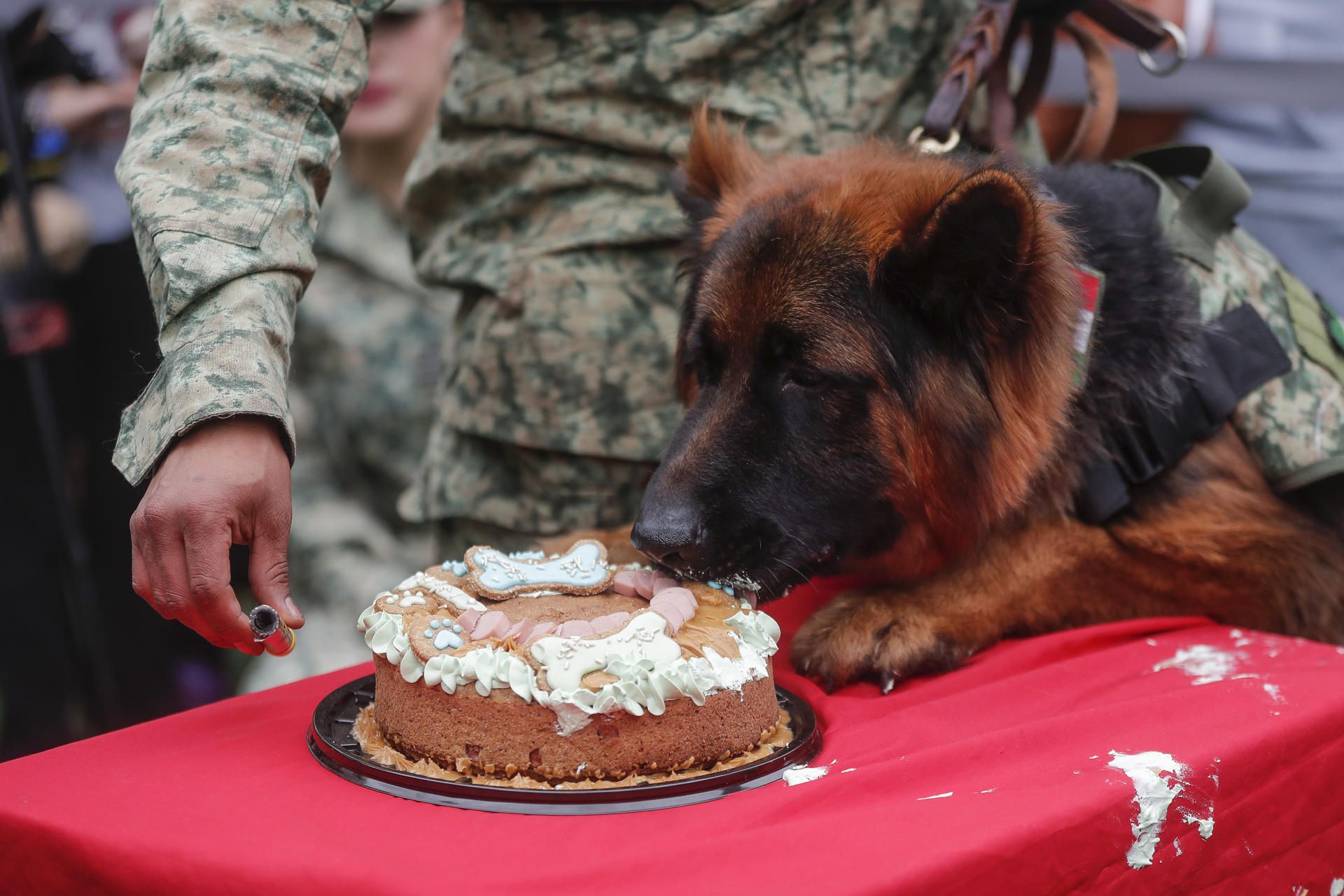 ‘Que le muerda’: Celebra Sedena primer cumpleaños de ‘Arkadas’, el perro rescatista
