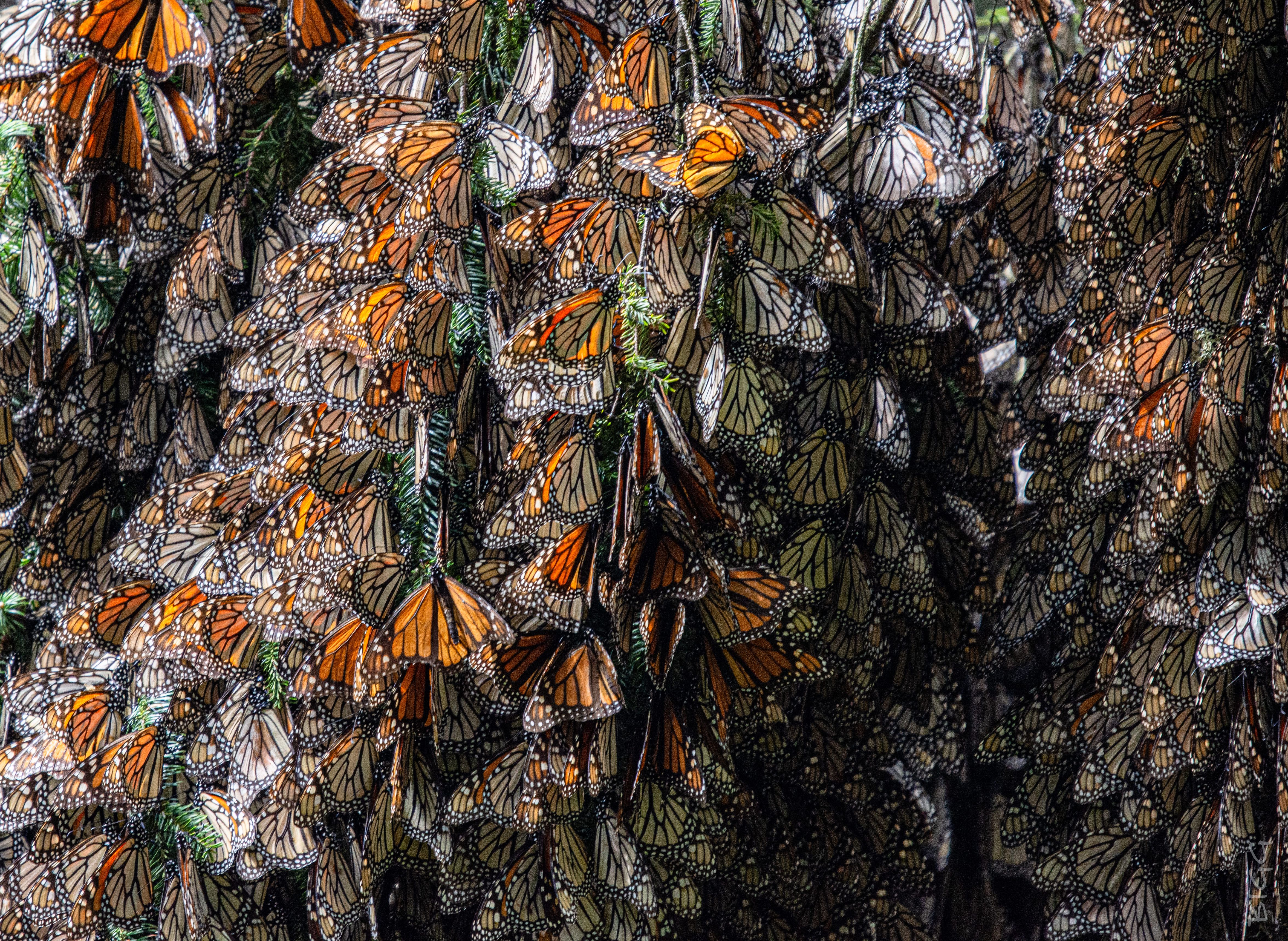 Mariposas monarca durante el periodo de hibernación en la reserva que alberga los bosques de Michoacán y Estado de México. 