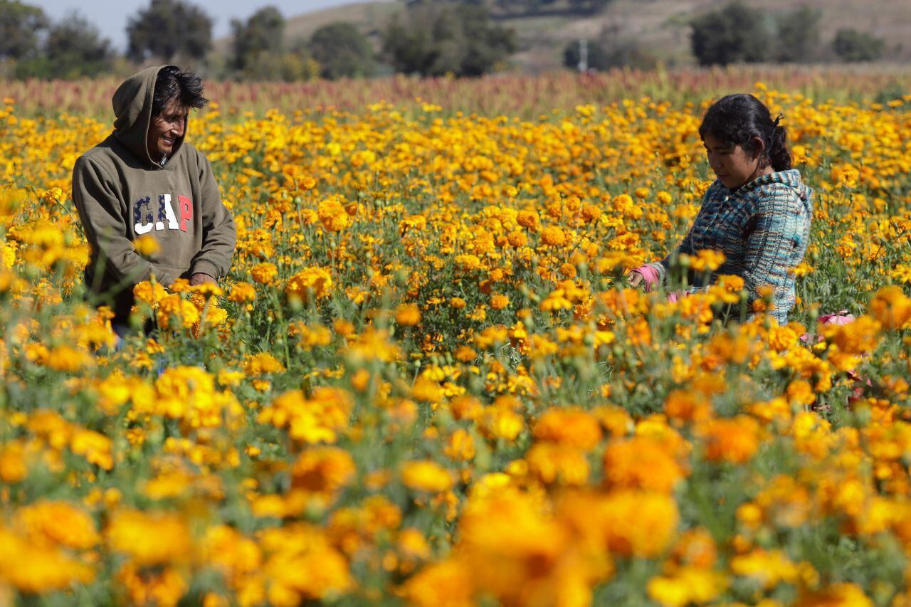 Productores de la flor de cempasúchil en Puebla. 