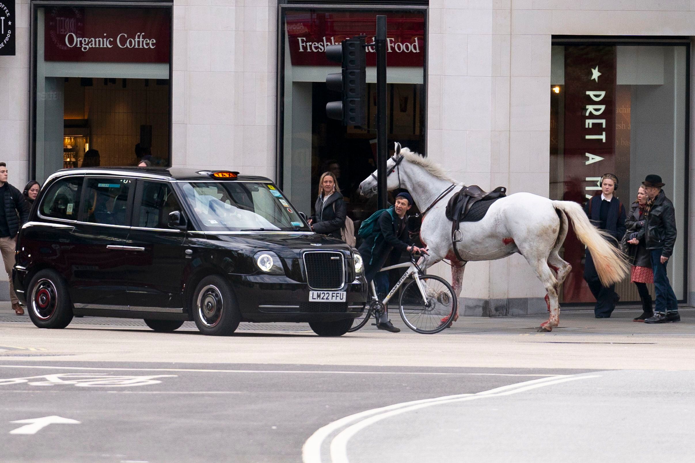 Un caballo blanco suelto pasa por las calles de Londres cerca de Aldwych.